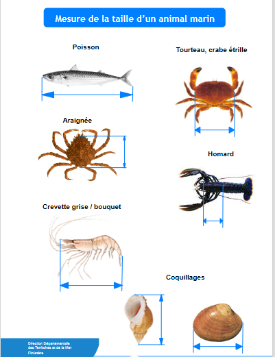 Images indiquant comment mesurer la taille d'un poisson, d'un tourteau, d'un crabe étrille, d'une araignée, d'un homard, d'une crevette grise, et de coquillages