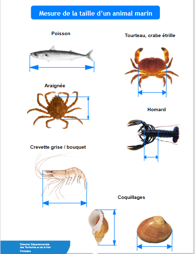 Images indiquant comment mesurer la taille d\'un poisson, d\'un tourteau, d\'un crabe étrille, d\'une araignée, d\'un homard, d\'une crevette grise, et de coquillages